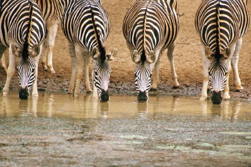 Africa's Wildlife